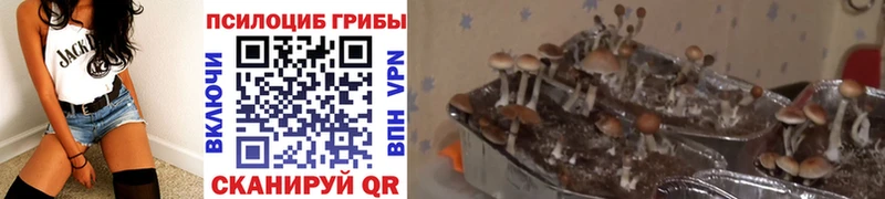 Псилоцибиновые грибы ЛСД  Апшеронск 